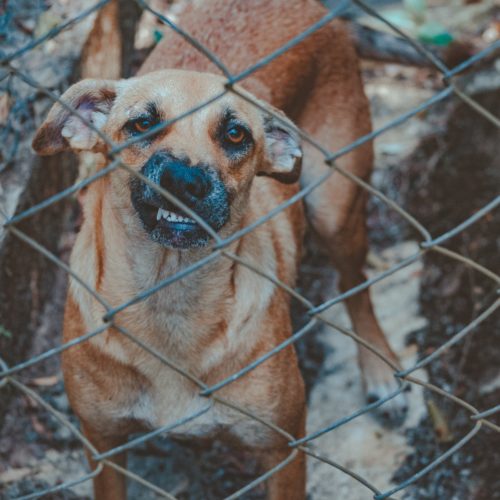 dog attacks new jersey